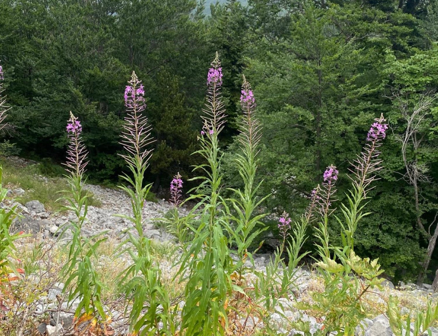 Anello di Lago Duglia