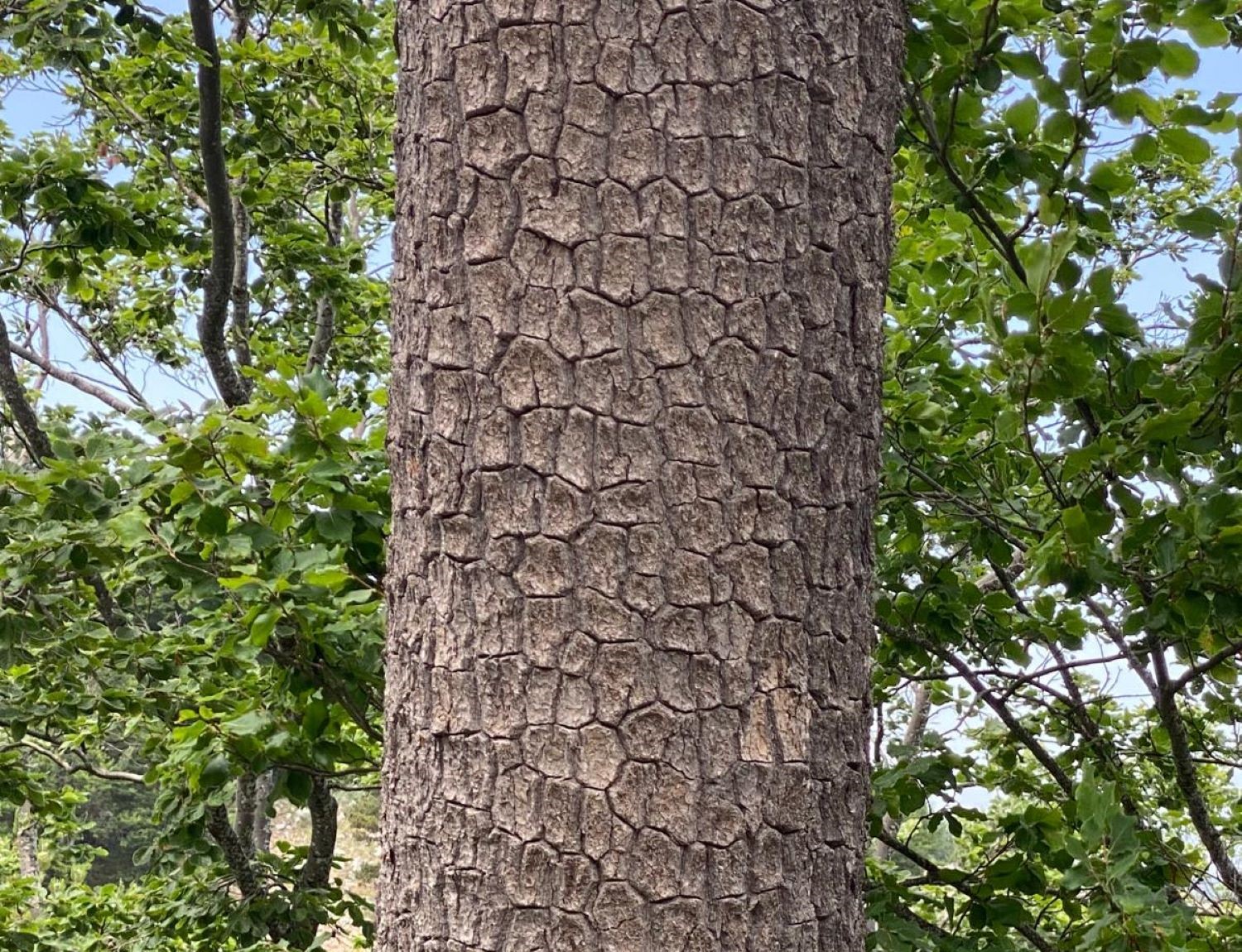 Anello di Lago Duglia