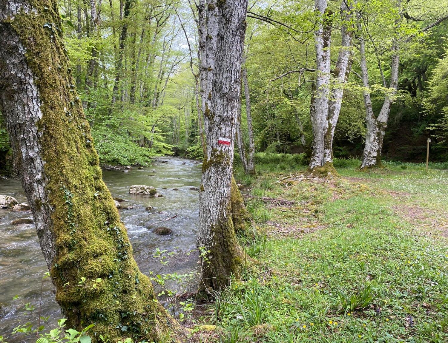 Bosco Magnano e Torrente Peschiera