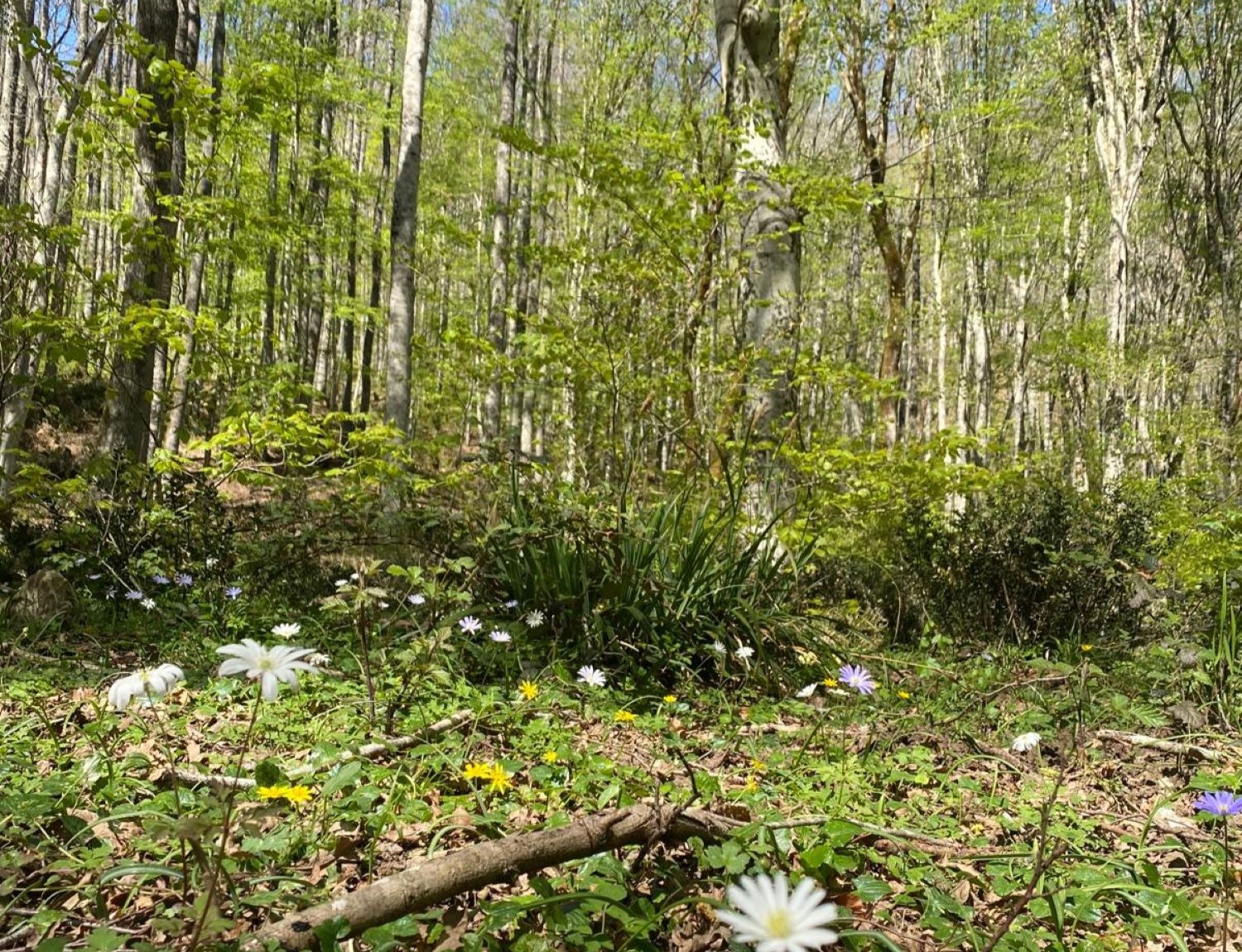 Bosco Magnano e Torrente Peschiera