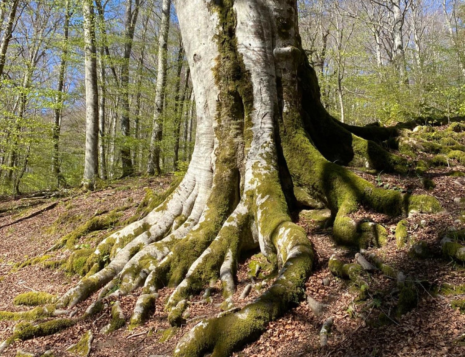 Bosco Magnano e Torrente Peschiera