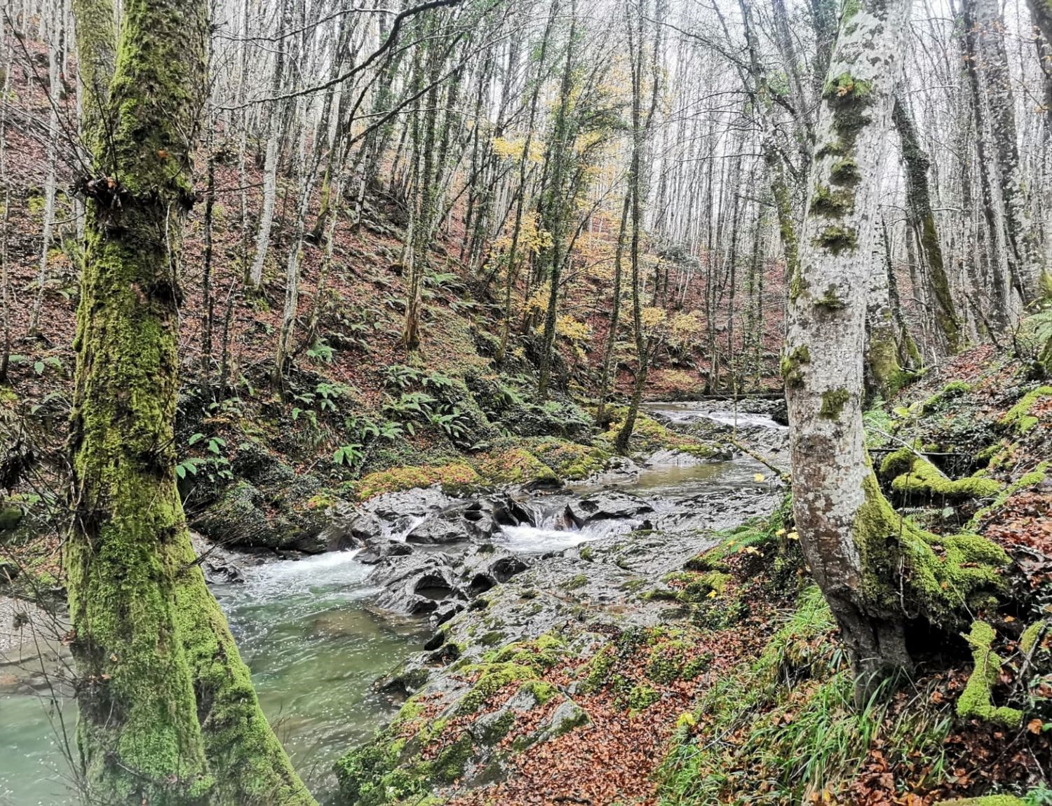Bosco Magnano e Torrente Peschiera