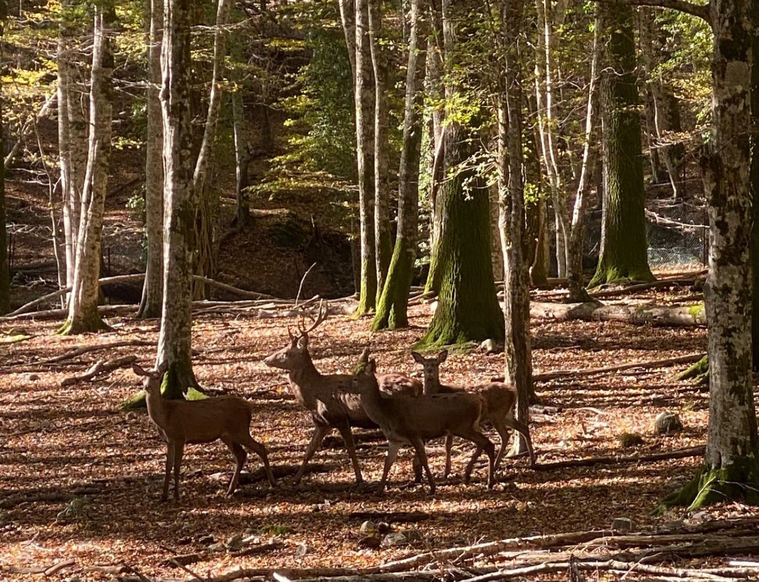 Bosco Magnano e Torrente Peschiera