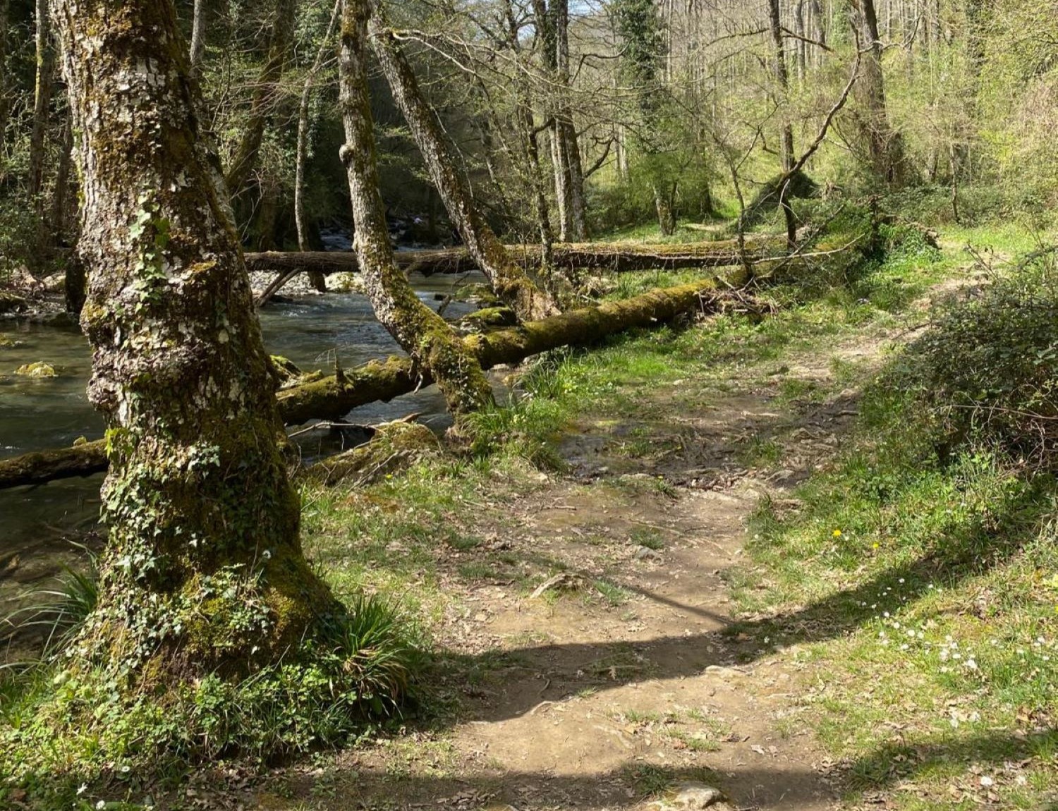Bosco Magnano e Torrente Peschiera