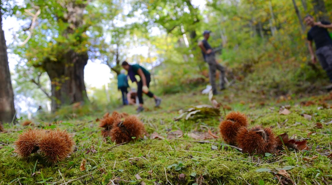 Weekend Funghi & Castagne 2026 - Bosco Magnano