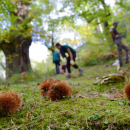 Trekking - Funghi&Castagne nel Parco Nazionale del Pollino