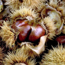 Trekking - Funghi&Castagne nel Parco Nazionale del Pollino
