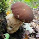 Trekking - Funghi&Castagne nel Parco Nazionale del Pollino