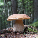 Trekking - Funghi&Castagne nel Parco Nazionale del Pollino