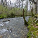 Trekking - Funghi&Castagne nel Parco Nazionale del Pollino