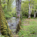Trekking - Bosco Magnano e torrente Peschiera