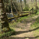 Trekking - Bosco Magnano e torrente Peschiera