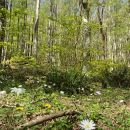 Trekking - Bosco Magnano e torrente Peschiera