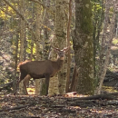 Trekking - Bosco Magnano e il torrente Peschiera fino alla Riserva dei Cervi