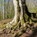 Trekking - Bosco Magnano e il torrente Peschiera fino alla Riserva dei Cervi
